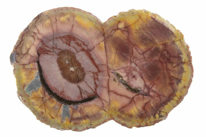 Polished Cold Mountain Thunderegg (Half) - Mexico #373354